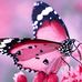 Carol Glass - Facebook