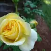 carolknouse602 - @carolknouse602 - TikTok