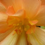 Carol Knowles - @knowles5463 - Instagram