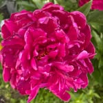 Carol Knowles - @pocket_n_peonies - Instagram
