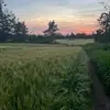carol knox - @carol.knox8 - TikTok