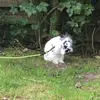 Apollo - @carolineknudsen7 - TikTok