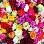 Carol Knuth - @havingteawithyou - Instagram