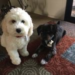 animalloverx2 - @carol_kochiss - Instagram