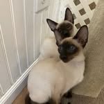 Carol Koehler - @siamese_kisses - Instagram