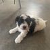 Carol Koenig - Facebook
