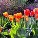 Carol Koeppel - Facebook