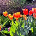 Carol Koeppel - @cckoeppel - Instagram