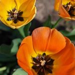 Carol Koerner - @carolfolinokoerner - Instagram