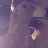 Karol Kogut - @kogutkarol - TikTok
