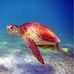 Carol Kohl - Facebook