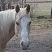 Carol Kohn - Facebook