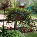 Carol Koller - Facebook