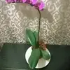 komancarol - @komancarol - TikTok