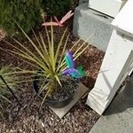 Carol Koontz - @koontz1225 - Instagram
