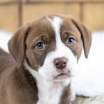 Carol Krantz - @maggie_and_siler - Instagram