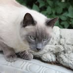 Carol Kreps - Facebook