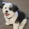 carollaing1 - @caro34108 - TikTok