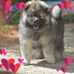 Carol Lam - Facebook