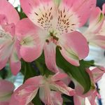 Carol Lambourne Faucher - @spinmom68 - Instagram
