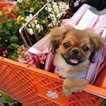 Carol Lamm - @pippa_the_pudgy_pug - Instagram