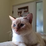 Carol Lamm - Facebook