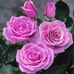 Carol LaPointe - Facebook