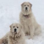 Carol Legg - @clegg7071 - Instagram