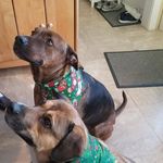 Carol Mosley - @remydaisy1 - Instagram
