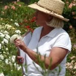 Carol Newcomb - @carol.newcomb.73 - Instagram