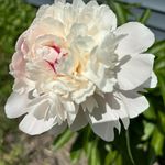 Carol Nicholson - @nick_carol22 - Instagram