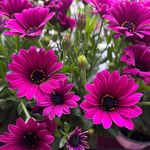Carol Nicholson - @carol.nicholson.140 - Instagram