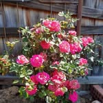 Carol Nicklen - @carolnicklen - Instagram