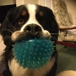 Carol Oswald - @oswald_doedoe - Instagram