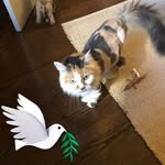 Carol Oswald - @caroloswald09 - Instagram