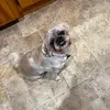 Carol Pappas - @carolpappas - TikTok