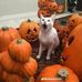Karol Paus - Facebook