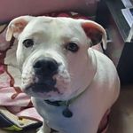 Carol Peace - @peacewc4 - Instagram