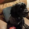 Carol Peck - @carol.peck02 - TikTok