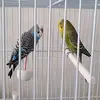 CAROL_&_PETS - @carol_e_pets - TikTok