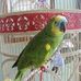 Carol Pelt. carolann designs - Facebook