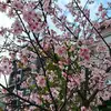 Carol Peng - @carol.peng6 - TikTok