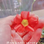 Carol Peng - @carolpeng612 - Instagram