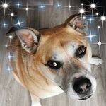 Carol Penman - @penmancarol - Instagram