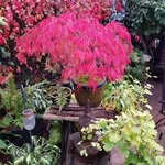 Carol Ann Pennington - @carolannandme - Instagram