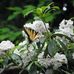 Carol Pennington - Facebook