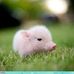 Carol Pennington - Facebook