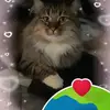carolpennington70 - @carolpennington70 - TikTok