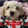 carolpercival875 - @carolpercival875 - TikTok