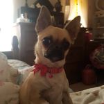 Carol Pott - @katmeow2012 - Instagram